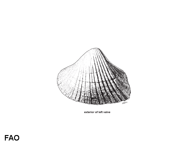Hemidonax donaciformis