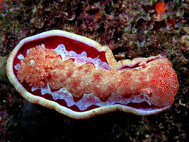 Hexabranchus sanguineus