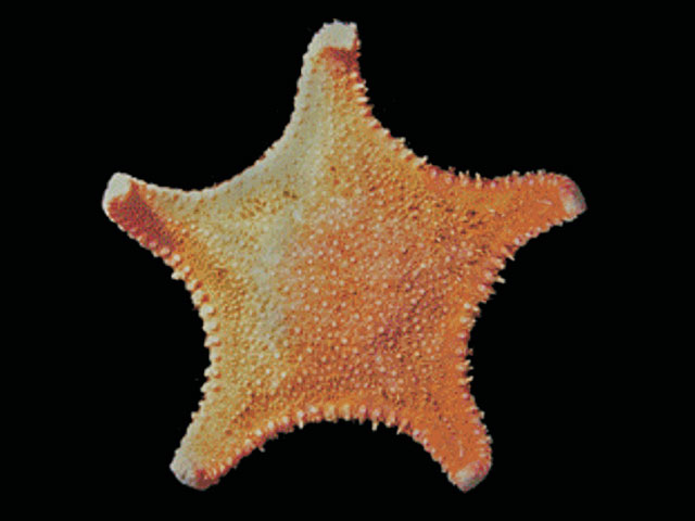 Hippasteria falklandica