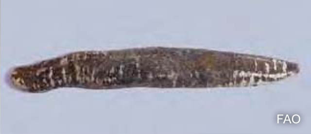 Holothuria arenicola