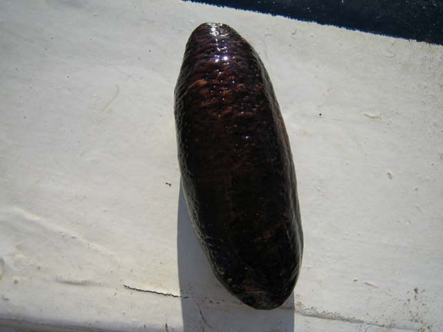 Holothuria poli