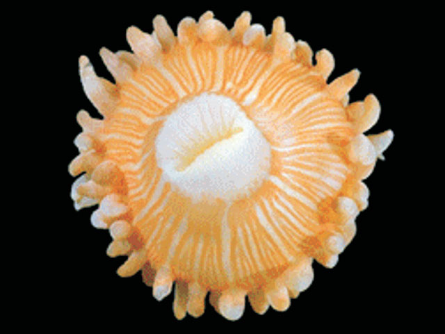 Hosco_u2.jpg