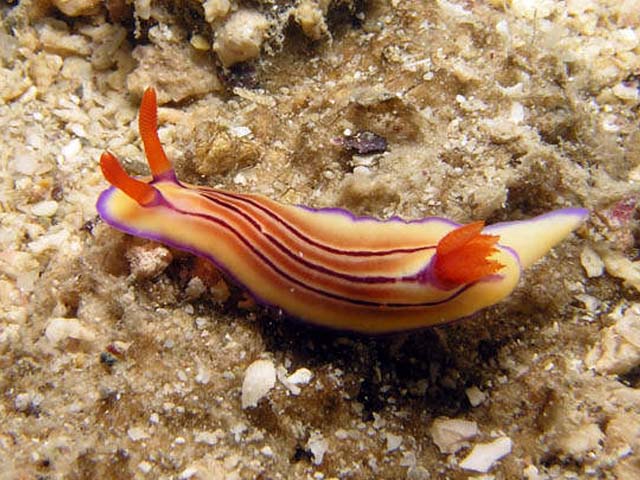 Hypselodoris emma