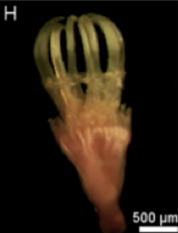 Hyhom_u0.jpg