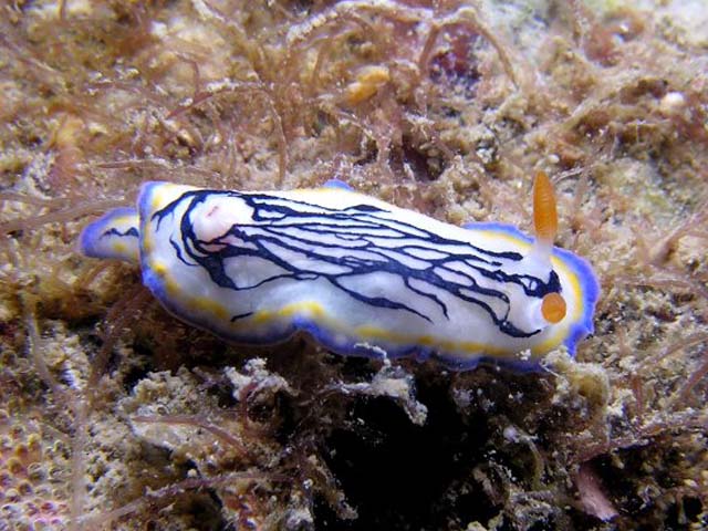 Hypselodoris maritima