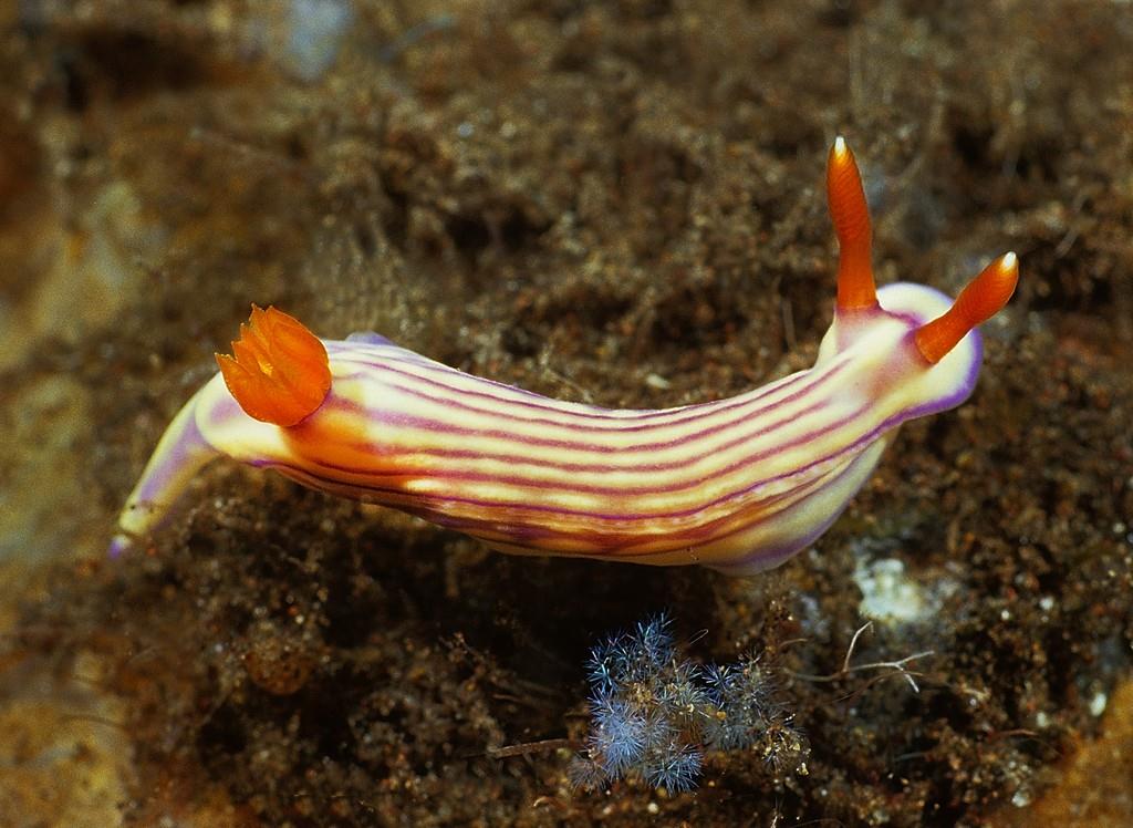 Hypselodoris whitei
