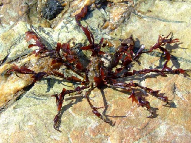 Inachus dorsettensis