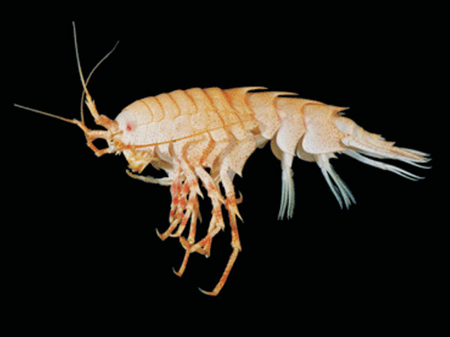 Ipcyc_u0.jpg