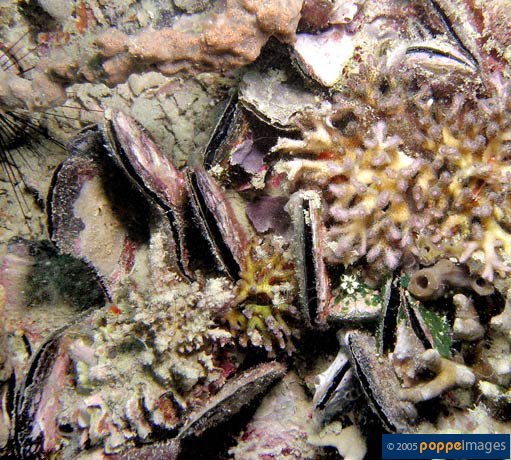 Isognomon isognomum