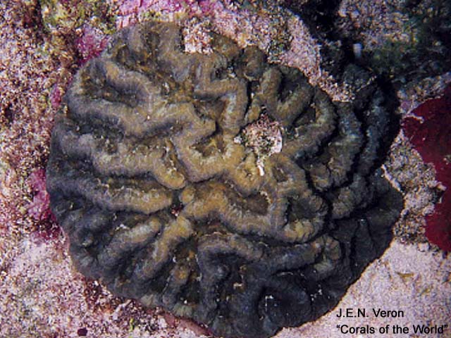 Isophyllia sinuosa