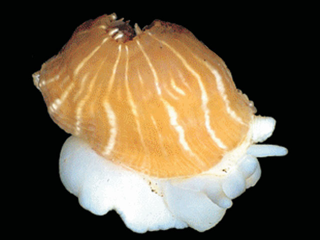 Isosicyonis striata