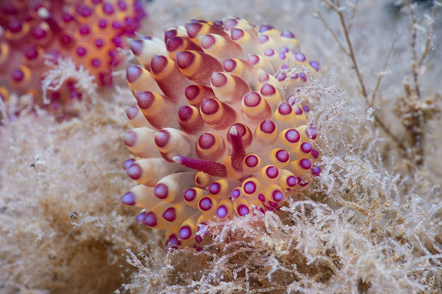 Janolus flavoanulatus