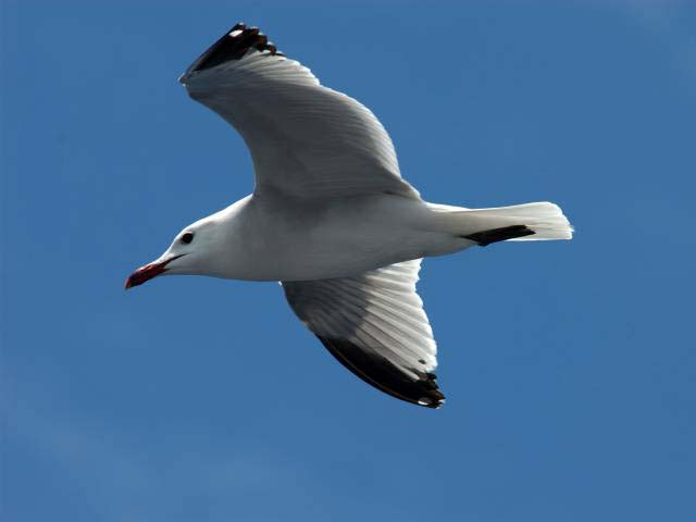 Laaud_u0.jpg