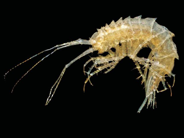Lepechinella drygalskii