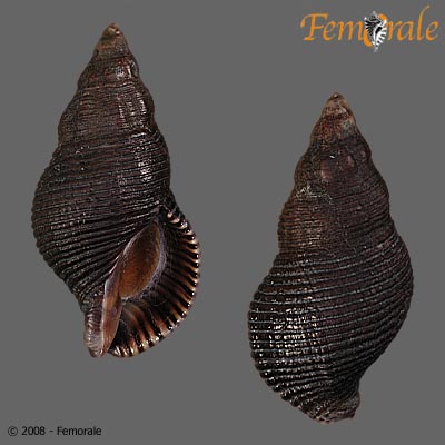 Lirabuccinum dirum
