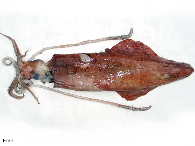Loligo forbesii