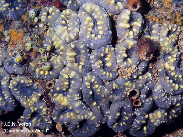 Acanthastrea pachysepta