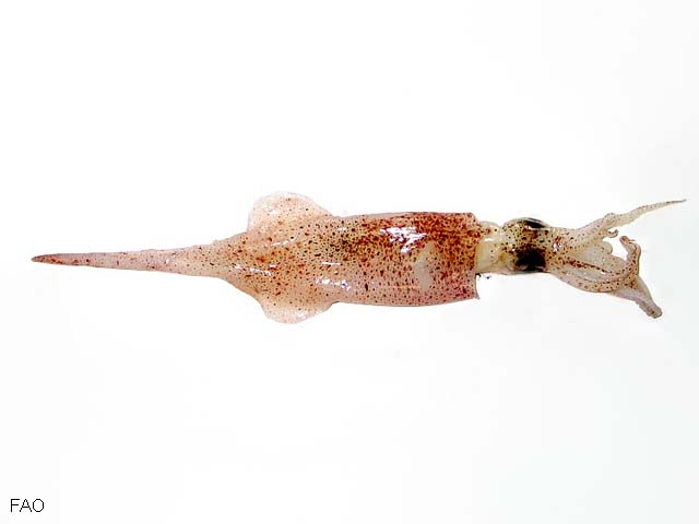 Alloteuthis subulata