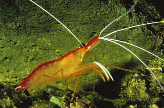 Lygra_u0.jpg