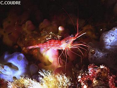 Lysmata seticaudata