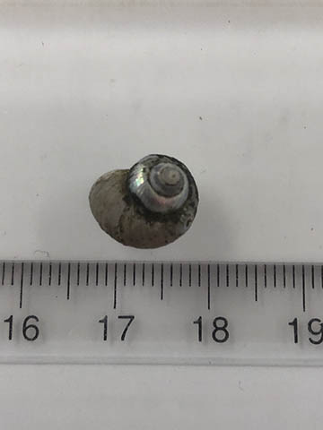 Margarites beringensis