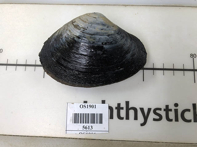 Macoma calcarea