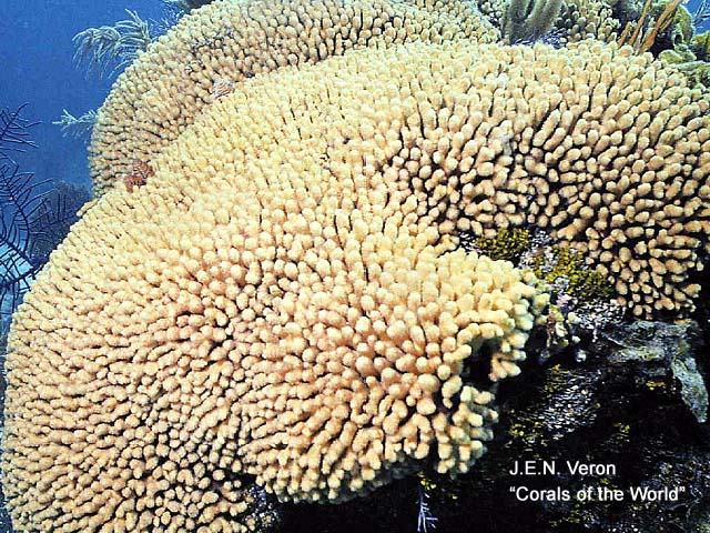 Madracis mirabilis