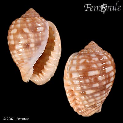 Malea pomum