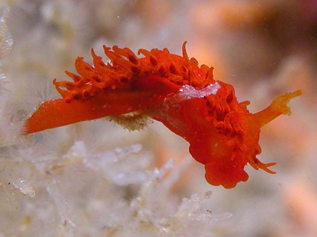 Madrella sanguinea