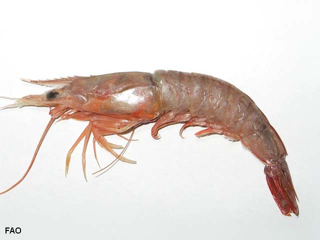 Metapenaeus alcocki