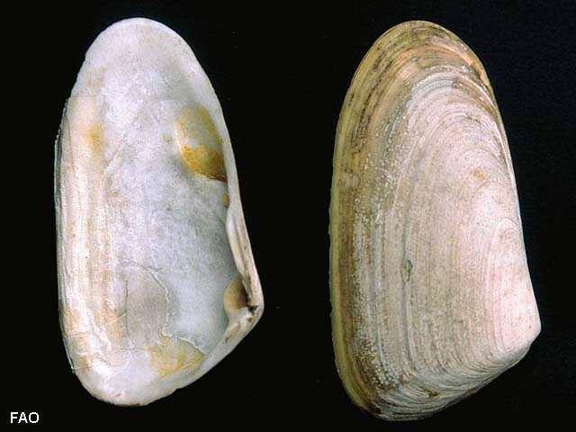 Mesodesma donacium