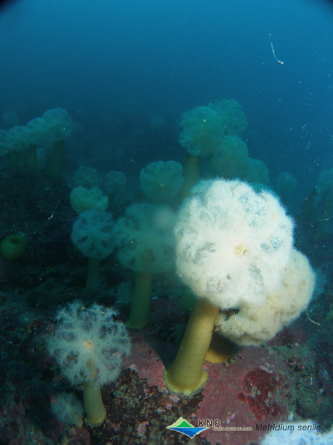 Metridium senile