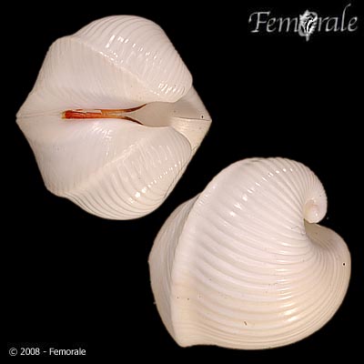 Meiocardia vulgaris