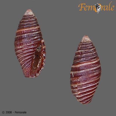 Mitra pediculus