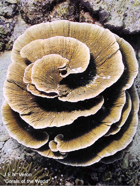 Montipora delicatula