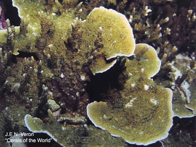 Montipora hispida