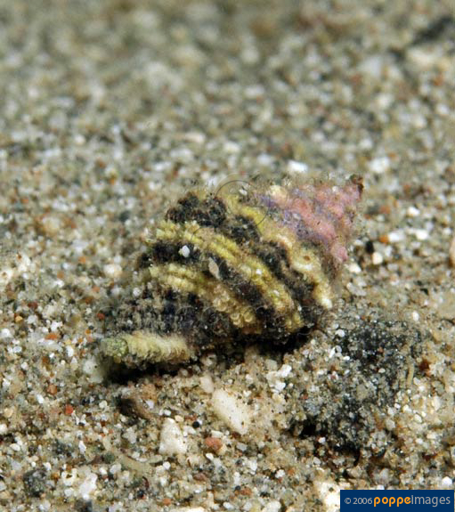 Lauta parva