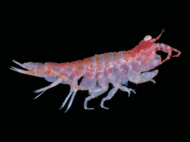 Mosca_u0.jpg