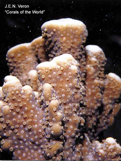 Montipora spongodes