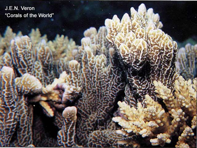 Montipora vietnamensis