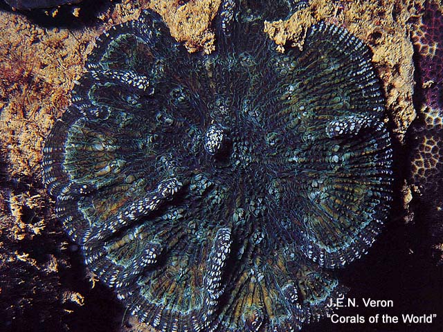 Mycetophyllia lamarckiana