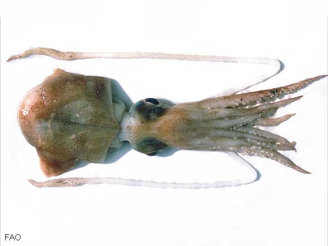 Necar_u0.jpg