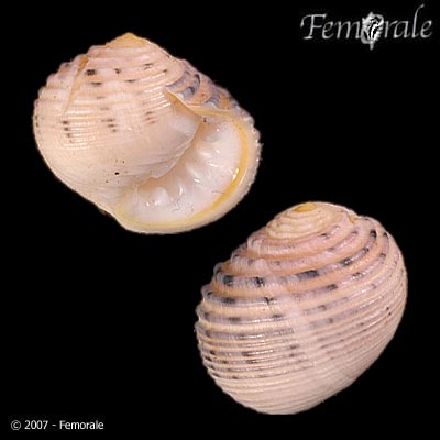 Nerita plicata
