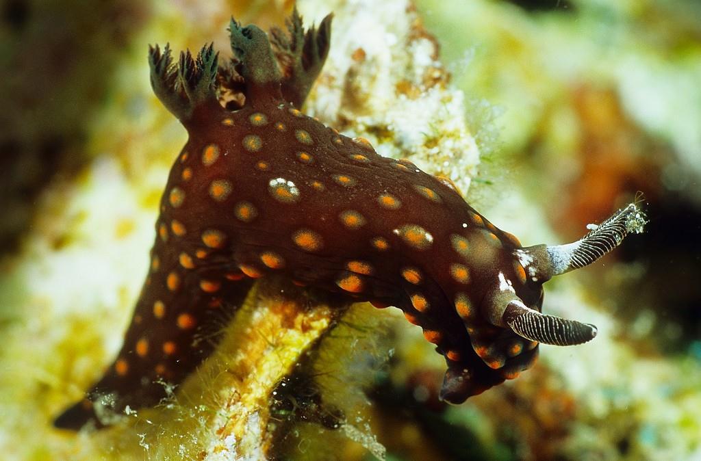 Nembrotha yonowae