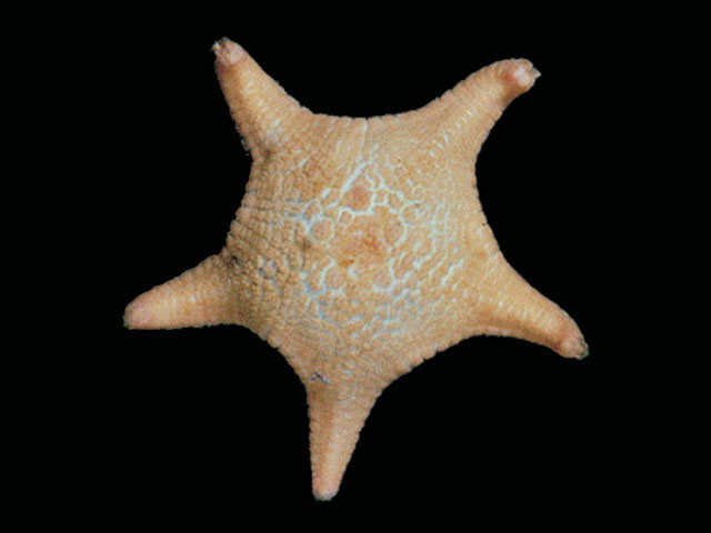 Noano_u0.jpg