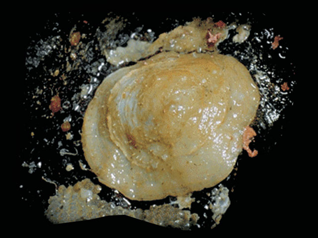 Novocrania lecointei