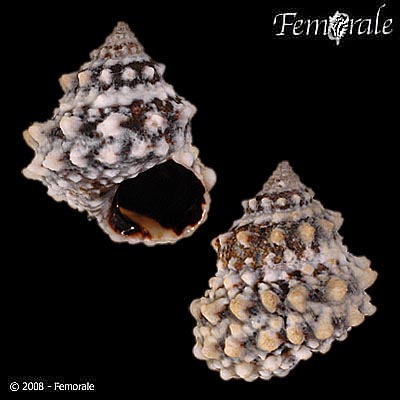 Echinolittorina tuberculata