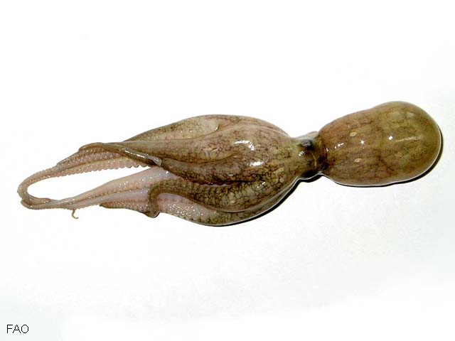 Ocdol_u0.jpg