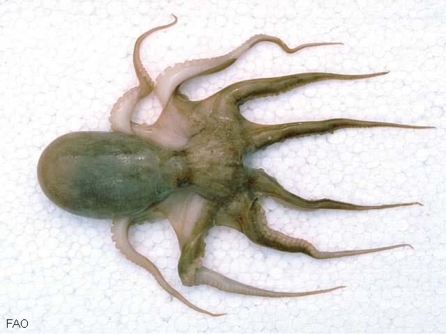 Octopus hongkongensis