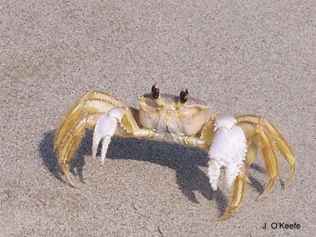 Ocqua_u0.jpg
